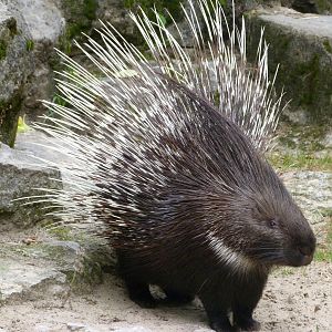 Indian crested porcupine -Tierpark Berlin (2024)