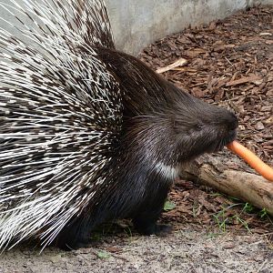 Indian crested porcupine -Tierpark Berlin (2024)