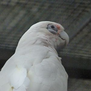 Little corella -Tierpark Berlin (2024)