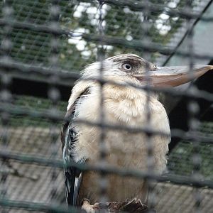 Blue-winged kookaburra -Tierpark Berlin (2024)