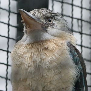 Blue-winged kookaburra -Tierpark Berlin (2024)