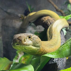 King Cobra (Ophiophagus hannah)