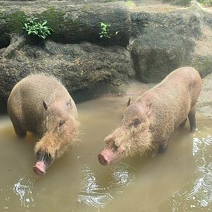 Sumatran Bearded Pig (Sus babartus oi)