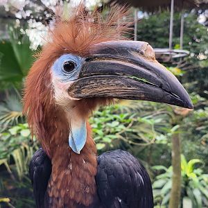 Black-Casqued Hornbill (Ceratogymna atrata)