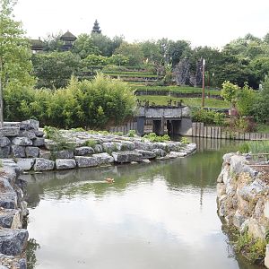 Islands of the Rising Sun - Shikoku - Section of the water buffalo exhibit, 2024-09-17