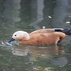 Ruddy shelduck (Tadorna ferruginea), 2024-09-17