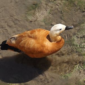 Ruddy shelduck (Tadorna ferruginea), 2024-09-17