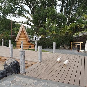 Islands of the Rising Sun - Kyushu - Walk-through exhibit with Onagadori chickens and African spurred tortoises, 2024-09-17