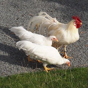 Onagadori chickens (Gallus gallus domesticus), 2024-09-17