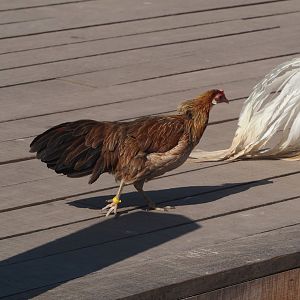 Brown Onagadori hen (Gallus gallus domesticus), 2024-09-17