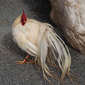 Onagadori rooster (Gallus gallus domesticus), 2024-09-17