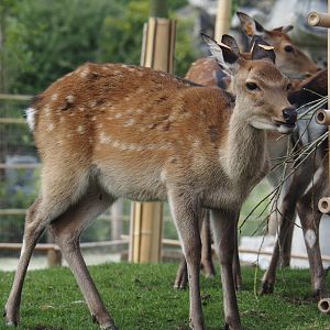 Japanese sika deer (Cervus nippon nippon), 2024-09-17