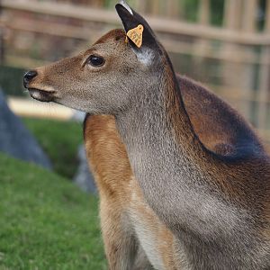 Japanese sika deer (Cervus nippon nippon), 2024-09-17