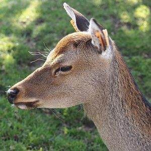 Japanese sika deer (Cervus nippon nippon), 2024-09-17