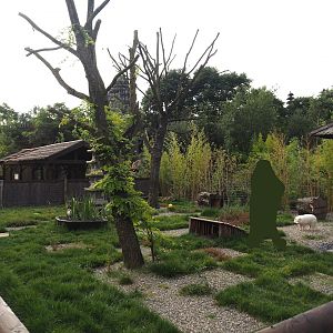 Islands of the Rising Sun - Honshu - White raccoon dog exhibit, 2024-09-17