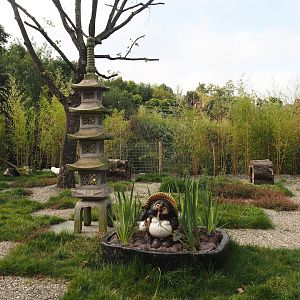 Islands of the Rising Sun - Honshu - White raccoon dog exhibit, 2024-09-17