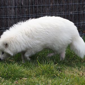 White Raccoon dog (Nyctereutes procyonoides), 2024-09-17