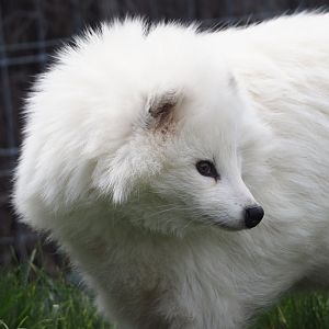 White Raccoon dog (Nyctereutes procyonoides), 2024-09-17