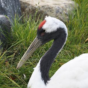 Red-crowned crane (Grus japonensis), 2024-09-17