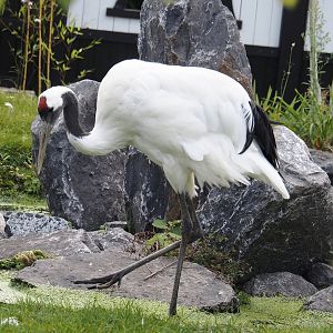 Red-crowned crane (Grus japonensis), 2024-09-17