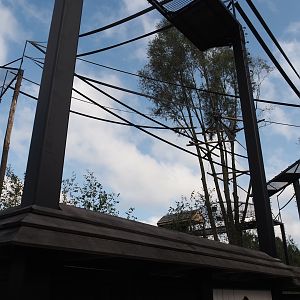 Islands of the Rising Sun - Hokkaido - Siamang structures, 2024-09-17