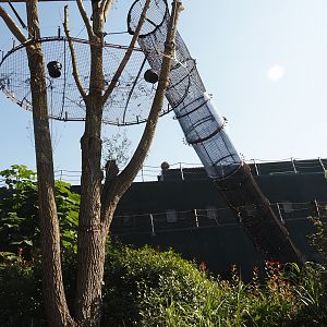 Islands of the Rising Sun - Hokkaido - Siamang tunnel between indoor exhibit and outdoor structures, 2024-09-17