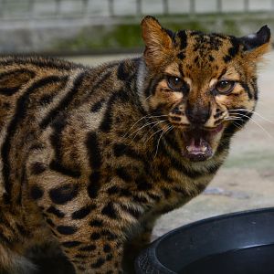 Marbled cat (Pardofelis marmorata longicaudata)