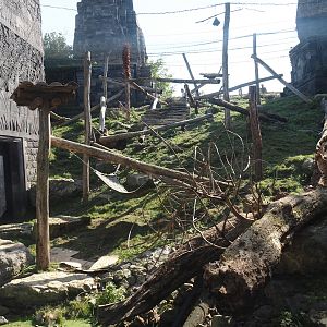 Former Javan leopard exhibit, now temporarily home to servals, 2024-09-17