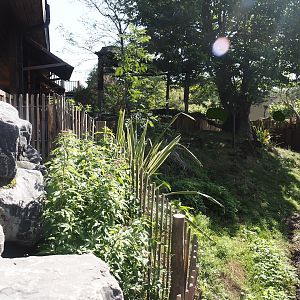 Second Brown Dorcopsis exhibit next to Marsupial and Koala house, 2024-09-17