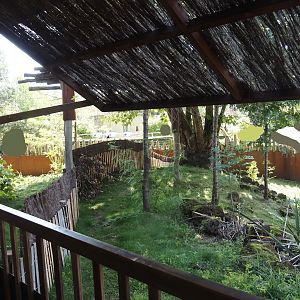 Second Brown Dorcopsis exhibit next to Marsupial and Koala house, 2024-09-17