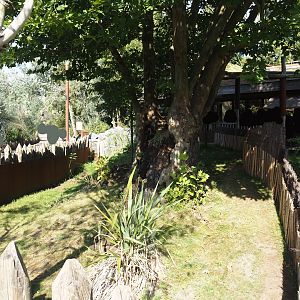 Second Brown Dorcopsis exhibit next to Marsupial and Koala house, 2024-09-17