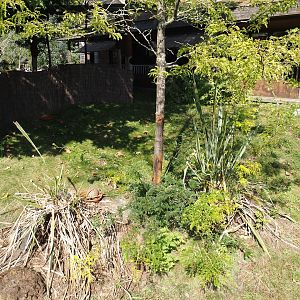 Hermann's tortoise exhibit next to Marsupial and Koala house, 2024-09-17