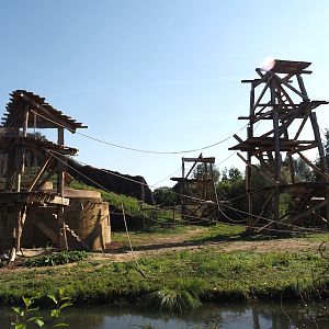 Western lowland gorilla and Kikuyu Colobus island with new climbing towers, 2024-09-17