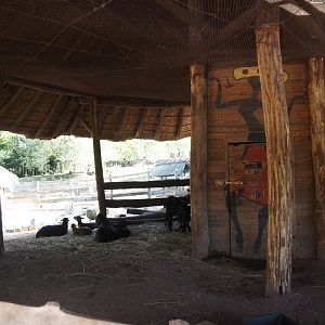 Former Congo African grey parrot aviary, now a shelter for the Ango-Nubian goat and African spurred tortoise walk-through, 2024-09-17