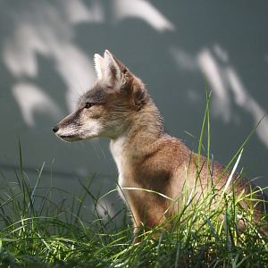Corsac fox (Vulpes corsac), 2024-09-17