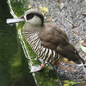 Pink-eared duck (Malacorhynchus membranaceus), 2024-09-17