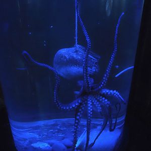 Common octopus (Octopus vulgaris), 2024-09-17