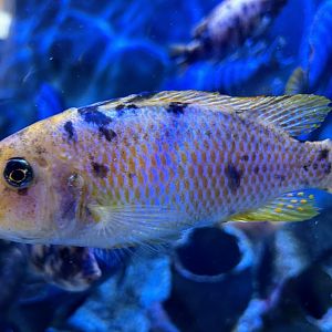 Unidentified Cichlid - Oklahoma City Zoo