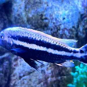 Unidentified Cichlid - Oklahoma City Zoo