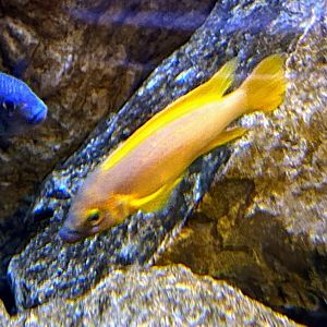 Unidentified Cichlid