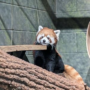 Red Panda