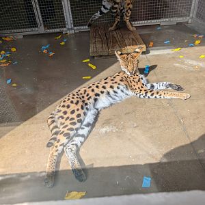 Serval