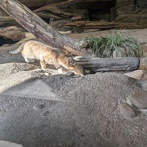 Sand Cat at the Greensboro Science Center