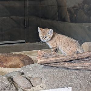 Sand Cat at the Greensboro Science Center