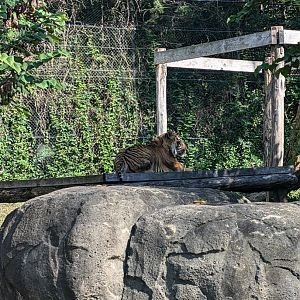 Sumatran Tiger