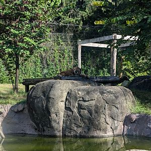 Sumatran Tiger exhibit