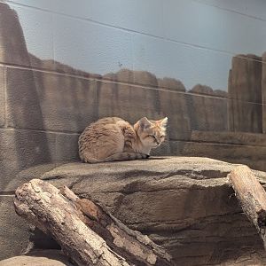Sand Cat at the Greensboro Science Center
