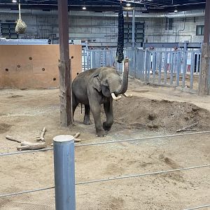 Sabu in the Elephant Trek Barn