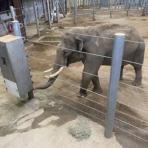 Sabu feeding in Elephant Trek Barn
