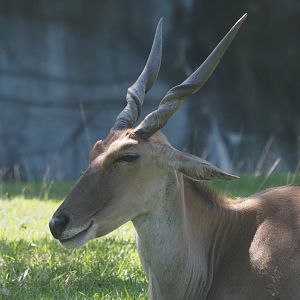 Common Eland
